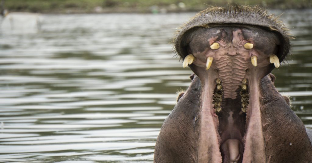 Ignore The HIPPOs (Highest Paid Person's Opinions) Ignore The HIPPOs (Highest Paid Person's Opinions)